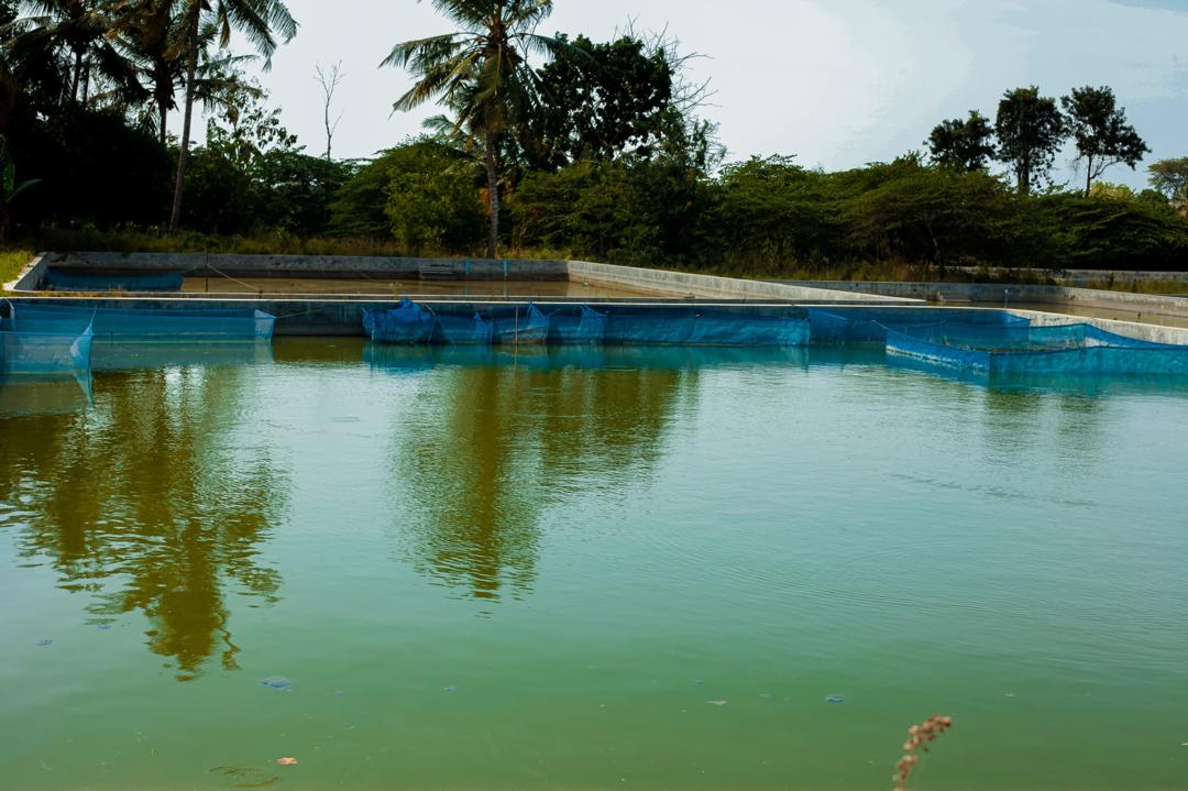 Complete fish farming solutions Tanzania