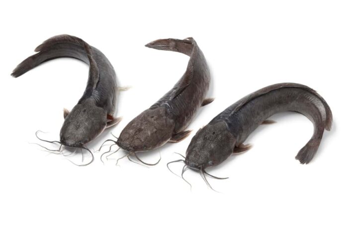 Fish Breeds