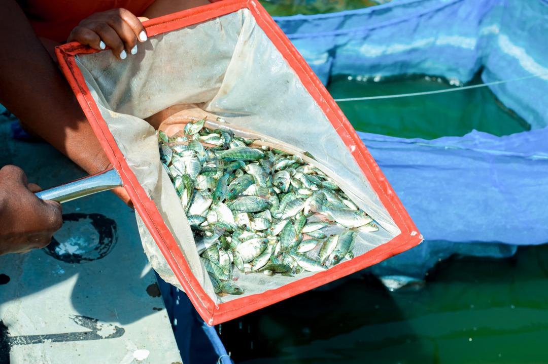 Fish Grader